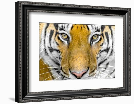 Bengal tiger head close up, India-Panoramic Images-Framed Photographic Print