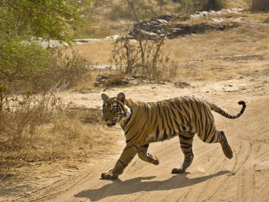 Bengal Tiger Hunting, Ranthambhore Np, Rajasthan, India 