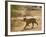 Bengal Tiger Hunting, Ranthambhore Np, Rajasthan, India-T.j. Rich-Framed Photographic Print