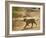 Bengal Tiger Hunting, Ranthambhore Np, Rajasthan, India-T.j. Rich-Framed Photographic Print