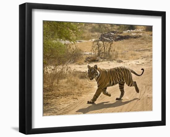 Bengal Tiger Hunting, Ranthambhore Np, Rajasthan, India-T.j. Rich-Framed Photographic Print