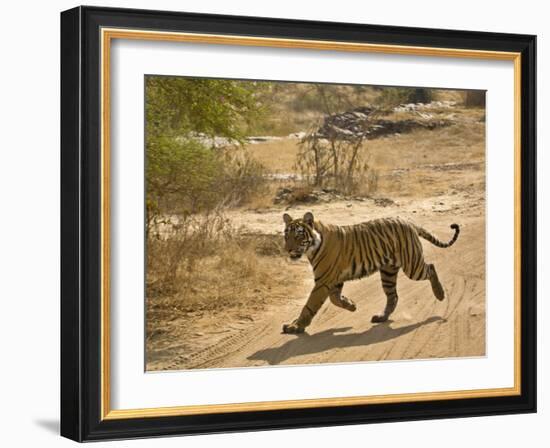 Bengal Tiger Hunting, Ranthambhore Np, Rajasthan, India-T.j. Rich-Framed Photographic Print