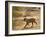 Bengal Tiger Hunting, Ranthambhore Np, Rajasthan, India-T.j. Rich-Framed Photographic Print