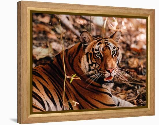 Bengal Tiger in Bandhavgarh National Park, India-Dee Ann Pederson-Framed Premier Image Canvas