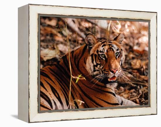 Bengal Tiger in Bandhavgarh National Park, India-Dee Ann Pederson-Framed Premier Image Canvas