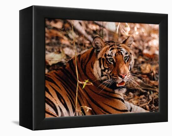 Bengal Tiger in Bandhavgarh National Park, India-Dee Ann Pederson-Framed Premier Image Canvas