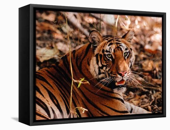 Bengal Tiger in Bandhavgarh National Park, India-Dee Ann Pederson-Framed Premier Image Canvas