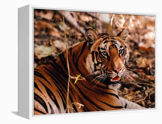 Bengal Tiger in Bandhavgarh National Park, India-Dee Ann Pederson-Framed Premier Image Canvas