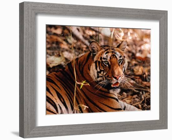 Bengal Tiger in Bandhavgarh National Park, India-Dee Ann Pederson-Framed Photographic Print