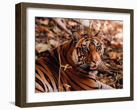 Bengal Tiger in Bandhavgarh National Park, India-Dee Ann Pederson-Framed Photographic Print