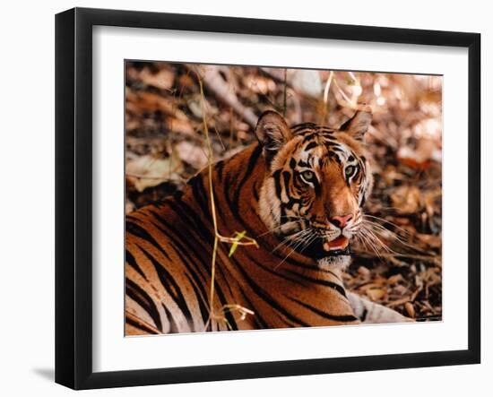 Bengal Tiger in Bandhavgarh National Park, India-Dee Ann Pederson-Framed Photographic Print