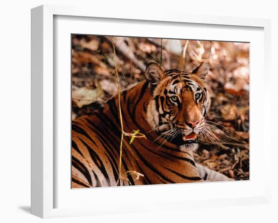 Bengal Tiger in Bandhavgarh National Park, India-Dee Ann Pederson-Framed Photographic Print