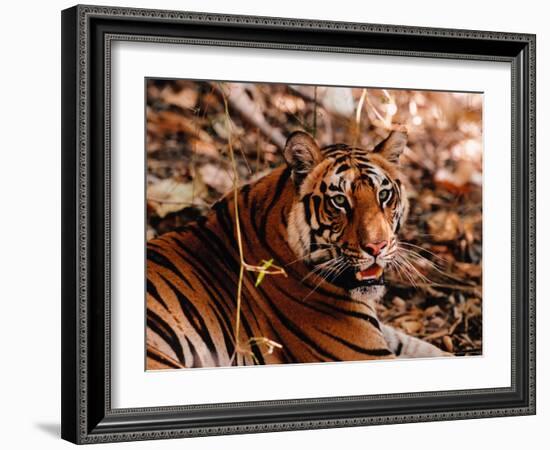 Bengal Tiger in Bandhavgarh National Park, India-Dee Ann Pederson-Framed Photographic Print