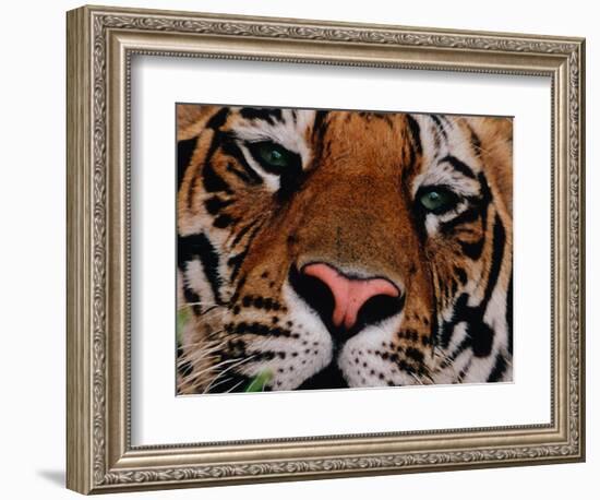 Bengal Tiger in Bandhavgarh National Park, India-Dee Ann Pederson-Framed Photographic Print