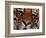 Bengal Tiger in Bandhavgarh National Park, India-Dee Ann Pederson-Framed Photographic Print