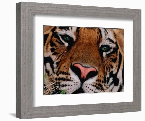 Bengal Tiger in Bandhavgarh National Park, India-Dee Ann Pederson-Framed Photographic Print