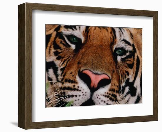 Bengal Tiger in Bandhavgarh National Park, India-Dee Ann Pederson-Framed Photographic Print