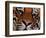 Bengal Tiger in Bandhavgarh National Park, India-Dee Ann Pederson-Framed Photographic Print