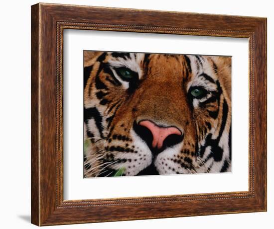 Bengal Tiger in Bandhavgarh National Park, India-Dee Ann Pederson-Framed Photographic Print