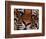 Bengal Tiger in Bandhavgarh National Park, India-Dee Ann Pederson-Framed Photographic Print