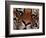 Bengal Tiger in Bandhavgarh National Park, India-Dee Ann Pederson-Framed Photographic Print