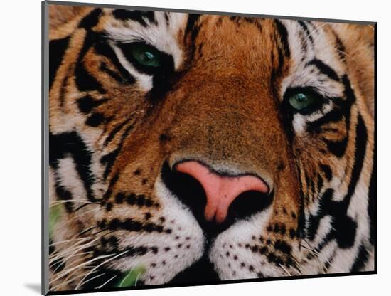Bengal Tiger in Bandhavgarh National Park, India-Dee Ann Pederson-Mounted Photographic Print