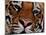 Bengal Tiger in Bandhavgarh National Park, India-Dee Ann Pederson-Mounted Photographic Print
