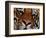 Bengal Tiger in Bandhavgarh National Park, India-Dee Ann Pederson-Framed Photographic Print