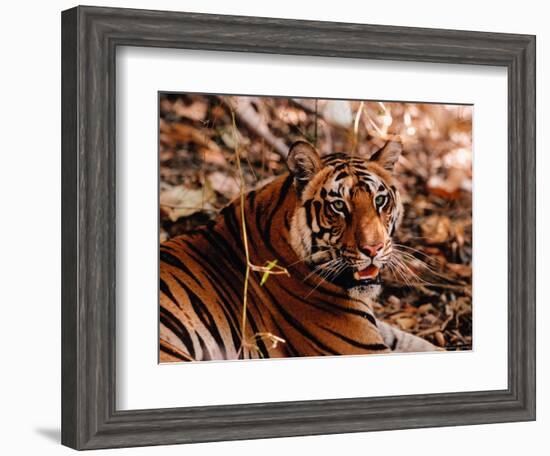 Bengal Tiger in Bandhavgarh National Park, India-Dee Ann Pederson-Framed Photographic Print