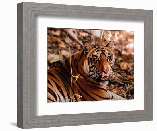 Bengal Tiger in Bandhavgarh National Park, India-Dee Ann Pederson-Framed Photographic Print