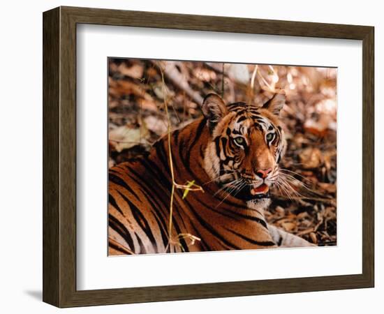 Bengal Tiger in Bandhavgarh National Park, India-Dee Ann Pederson-Framed Photographic Print