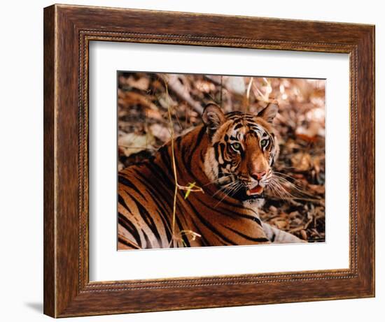 Bengal Tiger in Bandhavgarh National Park, India-Dee Ann Pederson-Framed Photographic Print