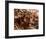 Bengal Tiger in Bandhavgarh National Park, India-Dee Ann Pederson-Framed Photographic Print