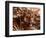 Bengal Tiger in Bandhavgarh National Park, India-Dee Ann Pederson-Framed Photographic Print