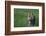 Bengal Tiger in Grass-DLILLC-Framed Photographic Print