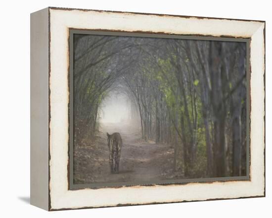 Bengal Tiger in the Forest, Ranthambore National Park, Rajasthan, India-Keren Su-Framed Premier Image Canvas