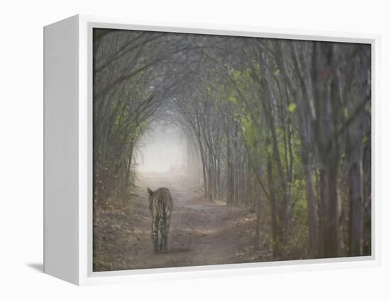 Bengal Tiger in the Forest, Ranthambore National Park, Rajasthan, India-Keren Su-Framed Premier Image Canvas