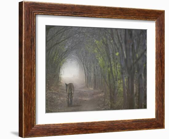 Bengal Tiger in the Forest, Ranthambore National Park, Rajasthan, India-Keren Su-Framed Photographic Print