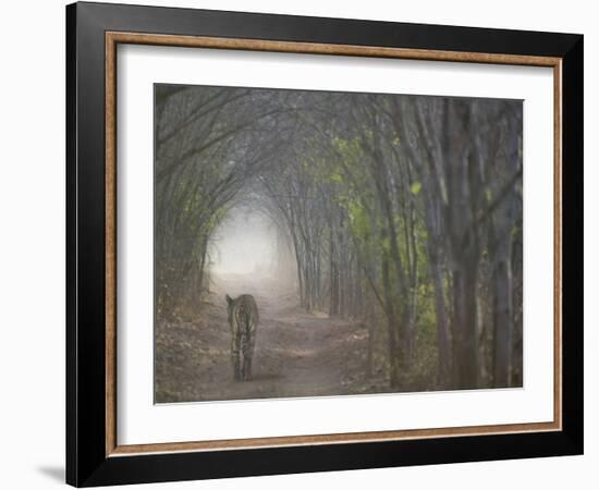 Bengal Tiger in the Forest, Ranthambore National Park, Rajasthan, India-Keren Su-Framed Photographic Print