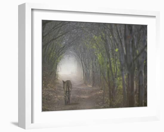 Bengal Tiger in the Forest, Ranthambore National Park, Rajasthan, India-Keren Su-Framed Photographic Print