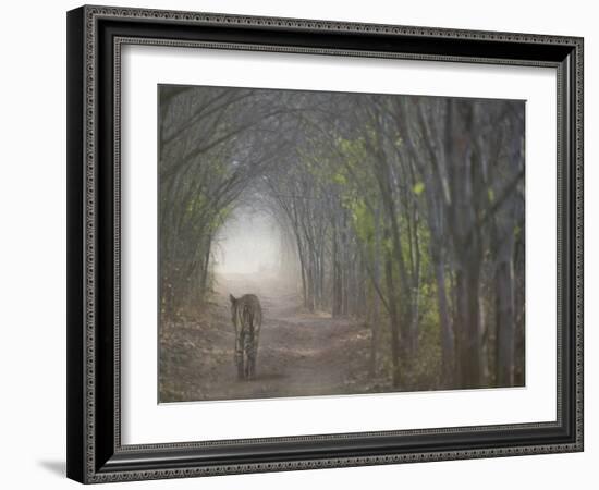 Bengal Tiger in the Forest, Ranthambore National Park, Rajasthan, India-Keren Su-Framed Photographic Print