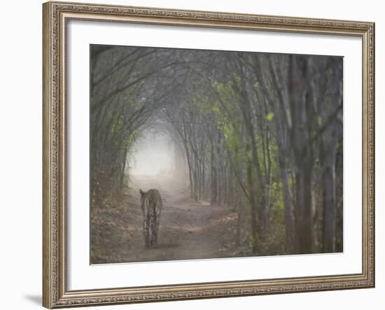 Bengal Tiger in the Forest, Ranthambore National Park, Rajasthan, India-Keren Su-Framed Photographic Print