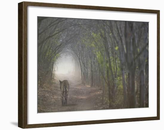 Bengal Tiger in the Forest, Ranthambore National Park, Rajasthan, India-Keren Su-Framed Photographic Print