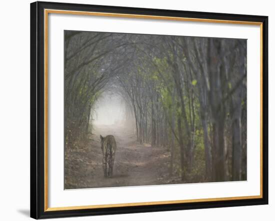 Bengal Tiger in the Forest, Ranthambore National Park, Rajasthan, India-Keren Su-Framed Photographic Print