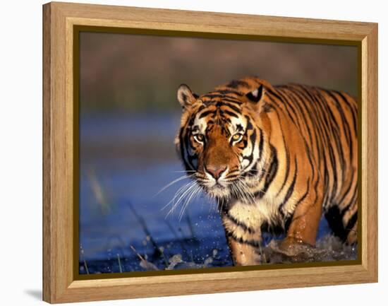 Bengal Tiger, India-Stuart Westmoreland-Framed Premier Image Canvas