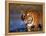 Bengal Tiger, India-Stuart Westmoreland-Framed Premier Image Canvas