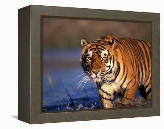 Bengal Tiger, India-Stuart Westmoreland-Framed Premier Image Canvas