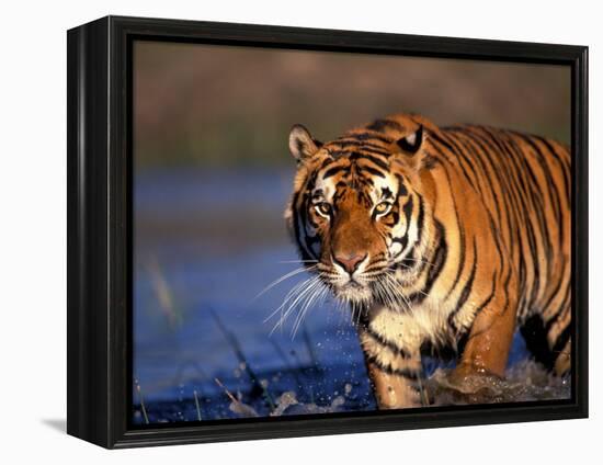 Bengal Tiger, India-Stuart Westmoreland-Framed Premier Image Canvas