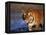 Bengal Tiger, India-Stuart Westmoreland-Framed Premier Image Canvas