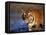 Bengal Tiger, India-Stuart Westmoreland-Framed Premier Image Canvas